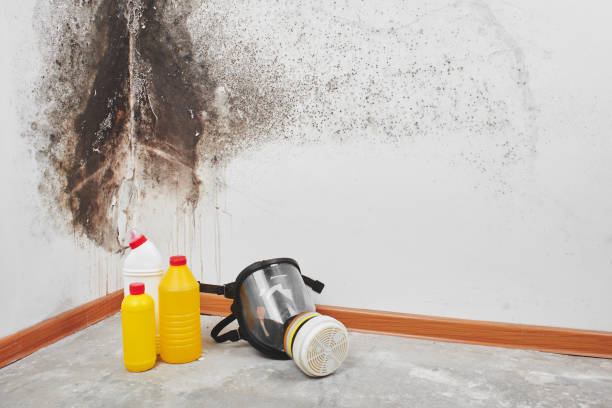 Best Insurance-Related Mold Remediation in Valdez, AK