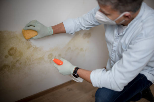 Best Attic Mold Remediation in Valdez, AK