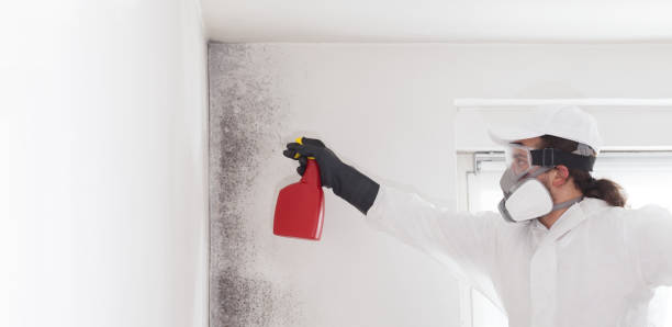 Valdez, AK Mold Remediation Company