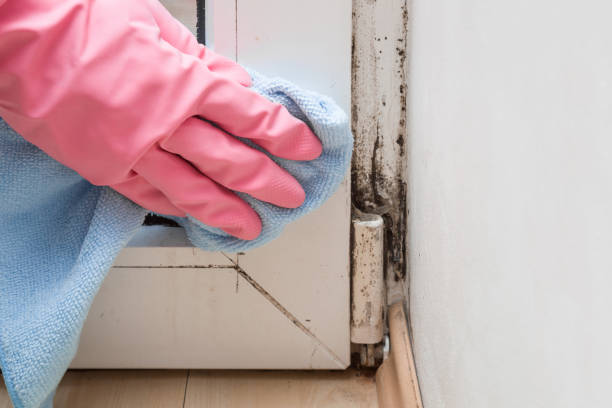 Best Mold Remediation for Schools in Valdez, AK