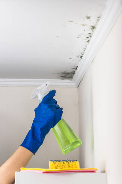 Best Residential Mold Remediation in Valdez, AK