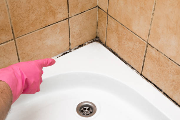 Best Emergency Mold Remediation in Valdez, AK